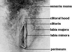 Sexual Anatomy of Woman